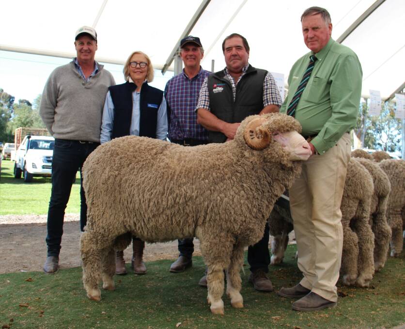 HORNS HAVE THEIR PLACE: The $52,000 ram sold by Wallallo Park stud, Victoria to Scott Pickering, Derella Downs stud, Esperence, WA. 