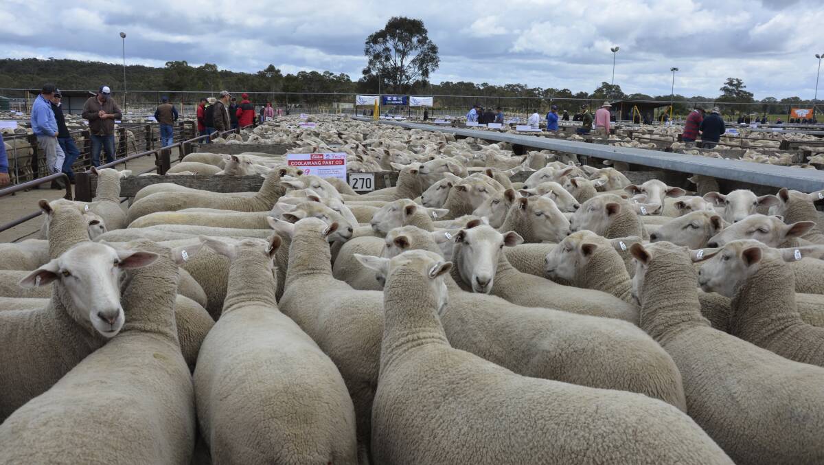 Coolawang's sale-topping ewes at Naracoorte’s first-cross sale in November. 