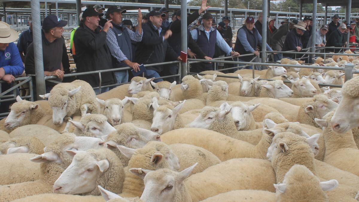 Lamb prices have weakened from the extreme highs seen in late February and early March - especially in the case of export lambs. Forward contracts have provided producers with some stability amongst the current economic situation. 