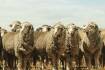 Is wool becoming a bi-product of the sheep industry?