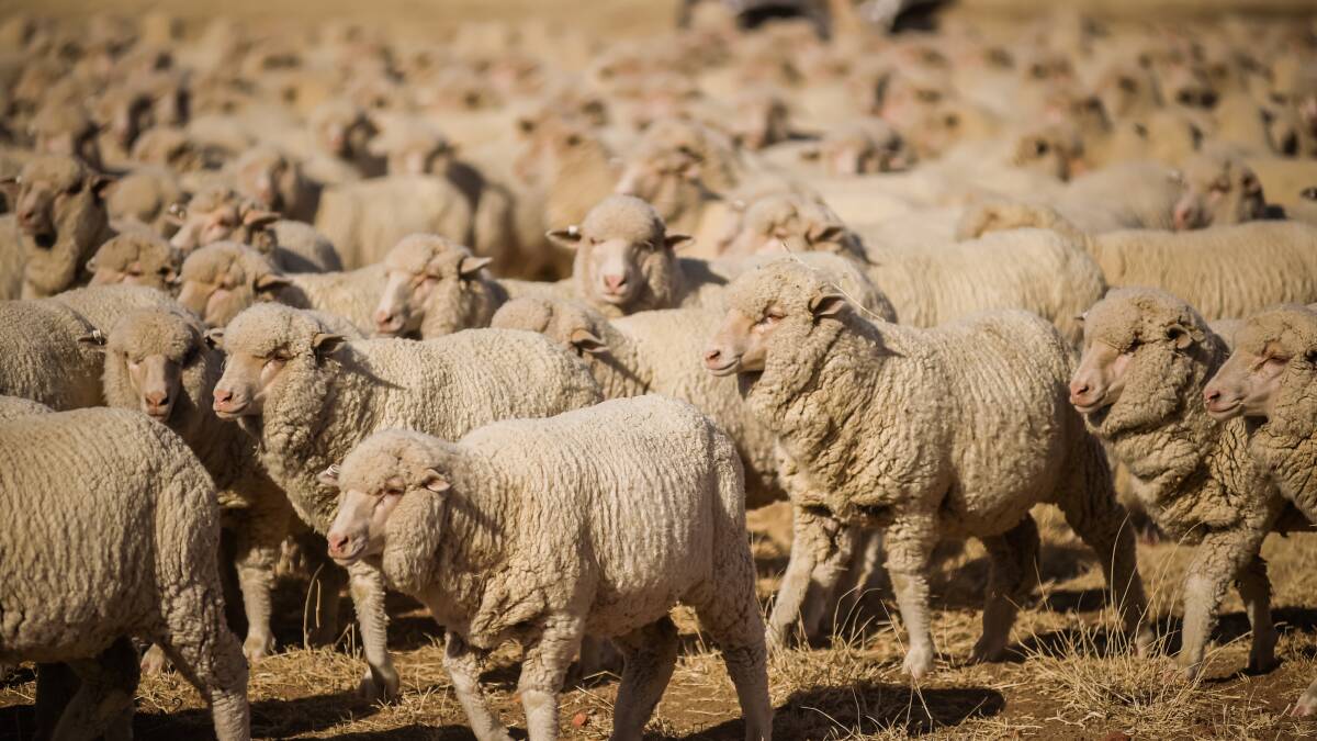 Drought conditions has lowered the quantity and quality of Australia's wool clip. 