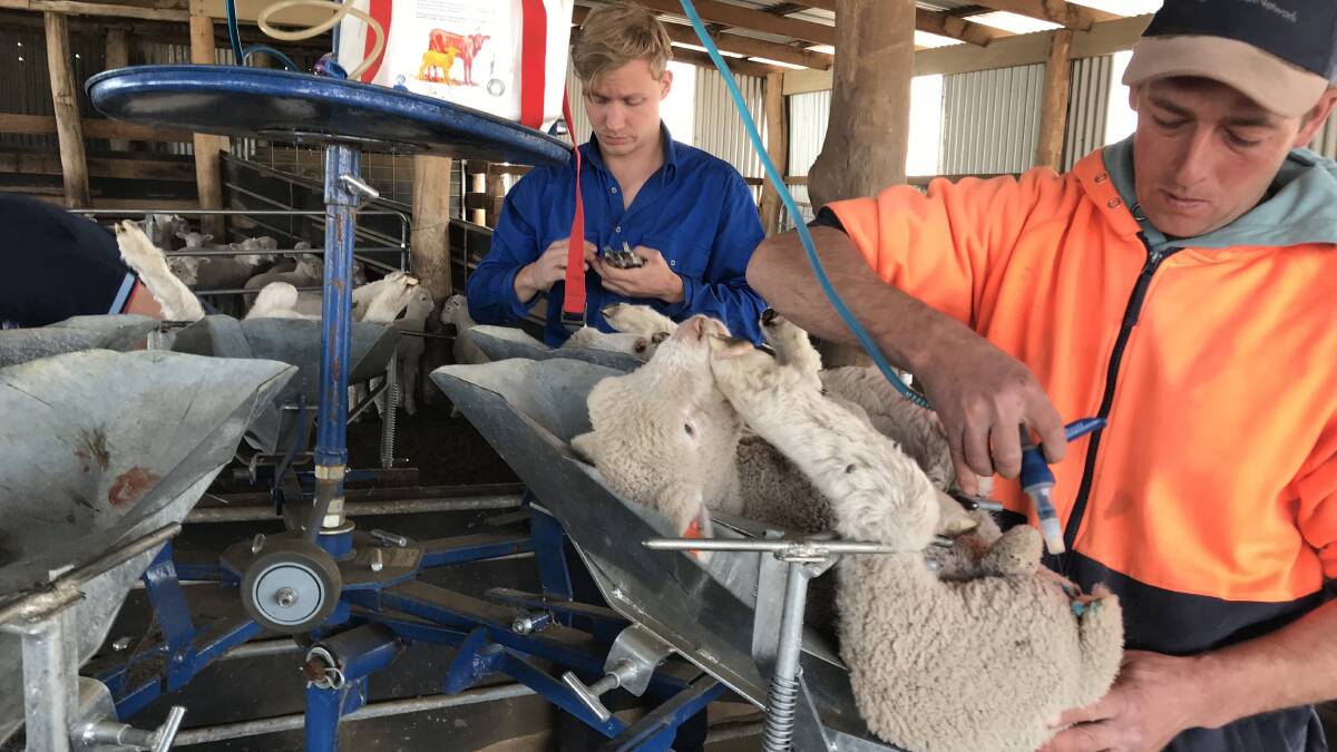 Josh Olsson and Nathan Selmes administer Buccalgesic and Tri Solfen during lamb marking at Four Seasons Pastoral as part of the Gold Standard animal wellbeing program. 