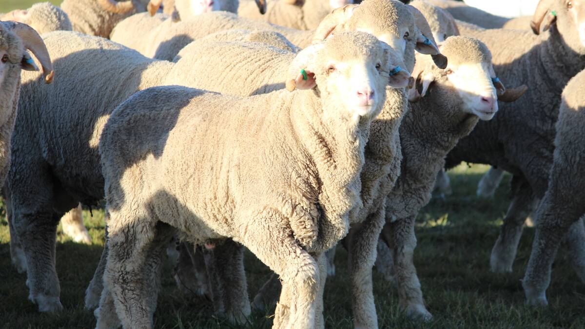 Stress less to avoid pneumonia in lambs