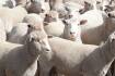Aussies have reason to be bullish over sheepmeat