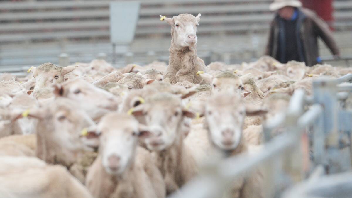 Mutton prices have remained elevated across much of the year, generally tracking above 550c and reaching into record territory in March, when the indicator surpassed 700c.