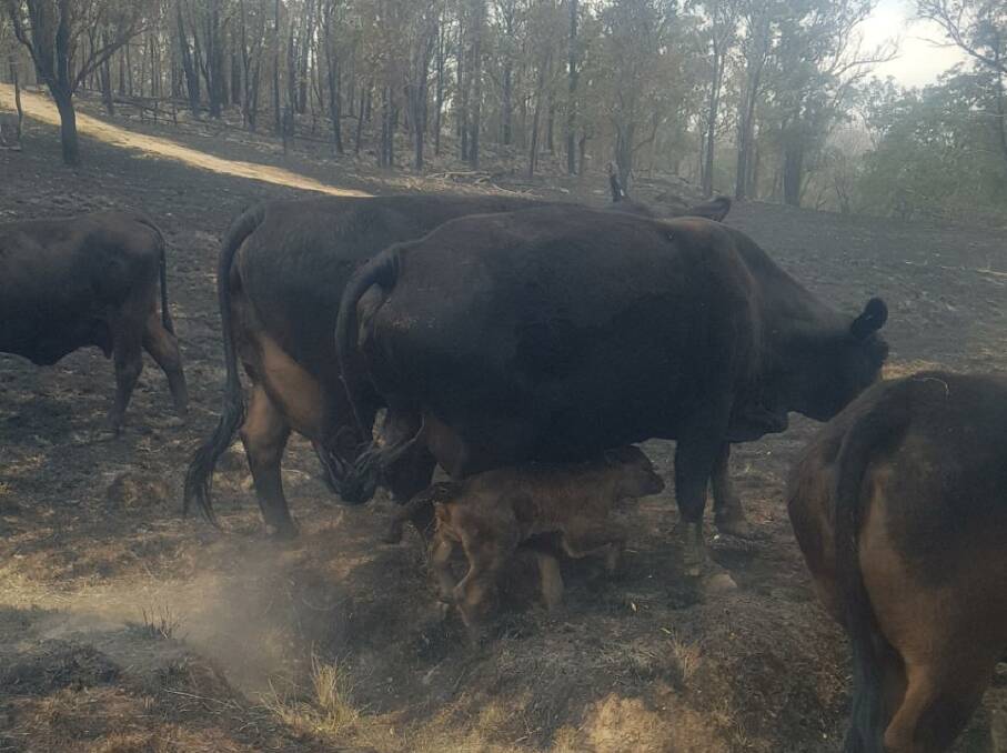 The miracle calf back by her mother's side after fires near Tenterfield. Photo by Noeline Coughran.