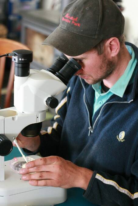 Laiton Turnham looking for embryos.