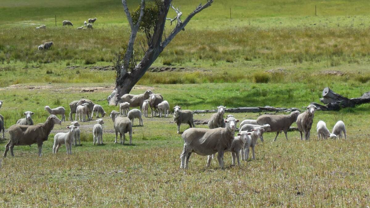 Managing for flystrike in sheep involves careful chemical selection, genetic selection and sound management.