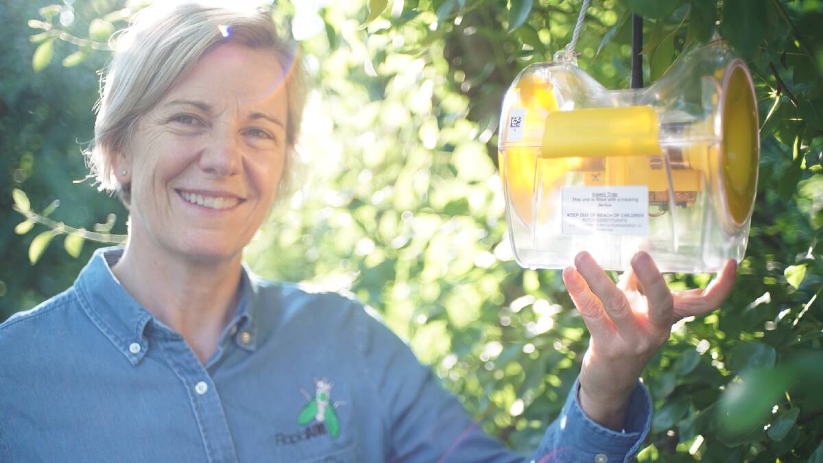 RapidAim CEO and co-founder Dr Nancy Schellhorn installing a fly trap.