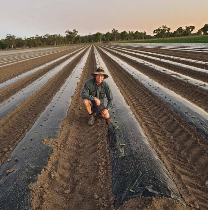HIT WHILE DOWN: Bowen grower Carl Walker fears an already desperate labour situation has been made worse by the government's changes to the holiday working visa.