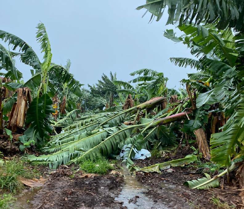 Howe Farming Enterprise's banana farm in Mareeba was severely impacted during Cyclone Niran. Picture: Kim Mastin 