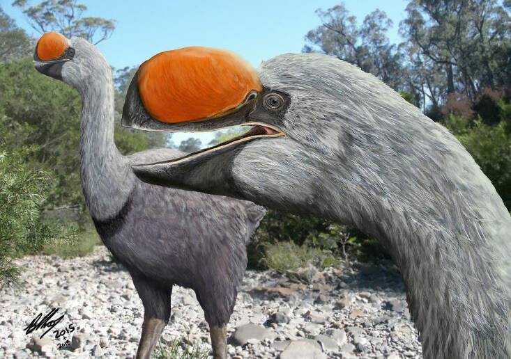 New study reveals giant prehistoric bird's pea brain | North Queensland  Register | QLD