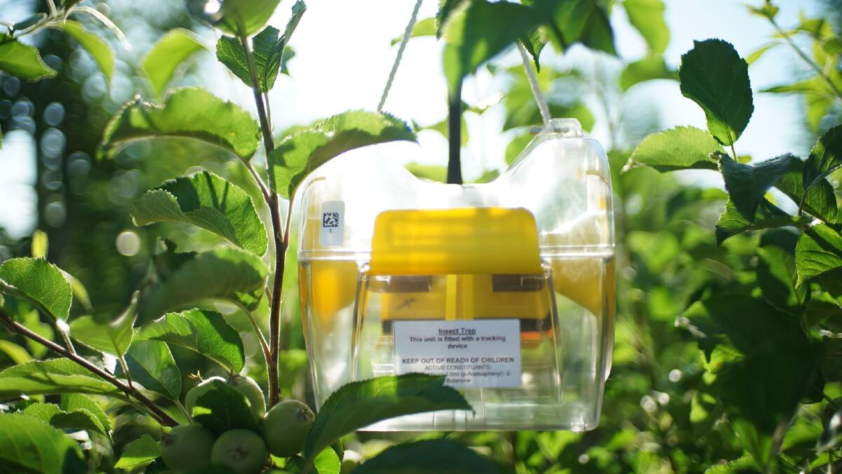 RapidAim fruit fly traps have been rolled out across AustChilli's four farms. 
