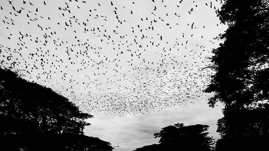 Constant management has been key to controlling Ingham's bat population. Photo: Mostyn Swain Photo Graphic Artisan Photography