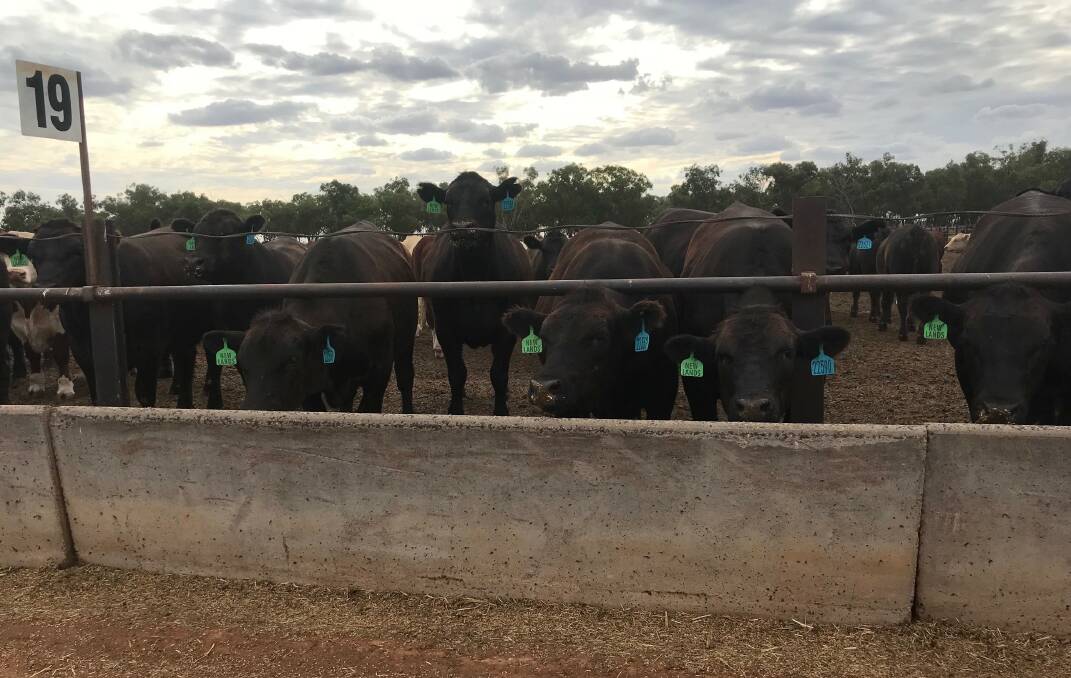 Backgrounded feeders hit Frampton Flat Feedlot ready to get on with the job.
