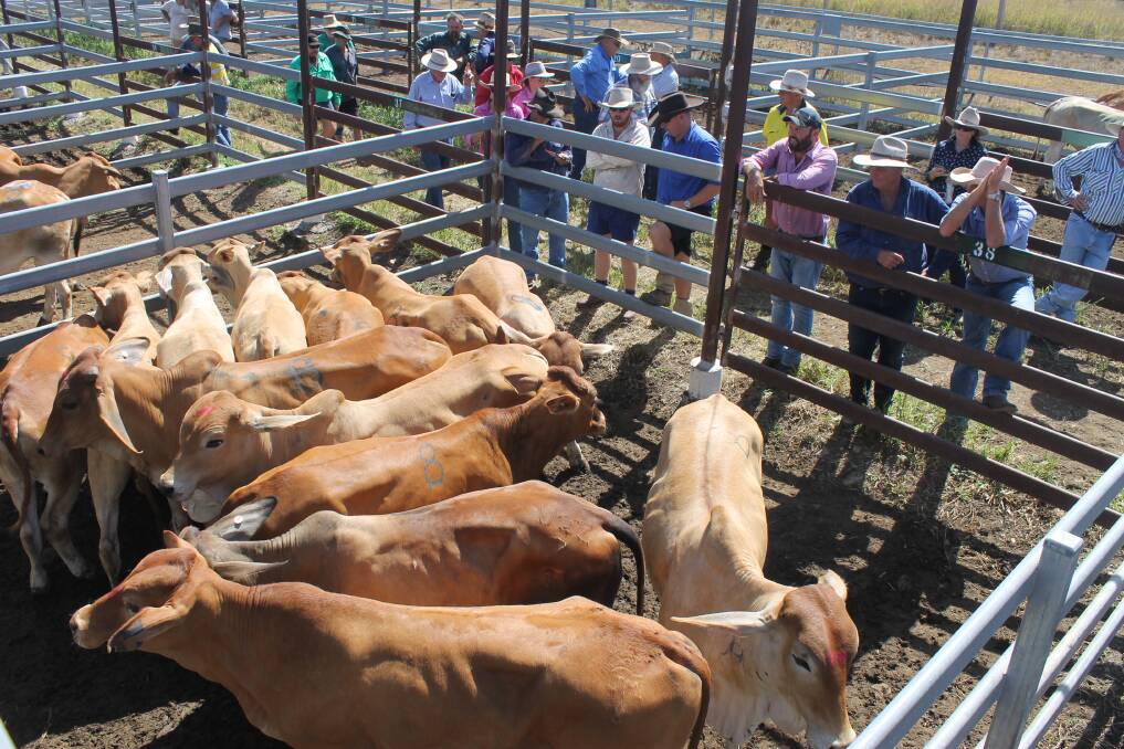 Willstock Cattle Co consigned a run of Brahman cross No 8 steers to Monto’s Fat and Store sale, selling from 235c to 260c/kg and topping at $920.