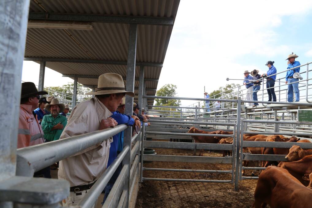 A full appreciation of final cattle losses may not become apparent until first round muster at the end of the wet season.