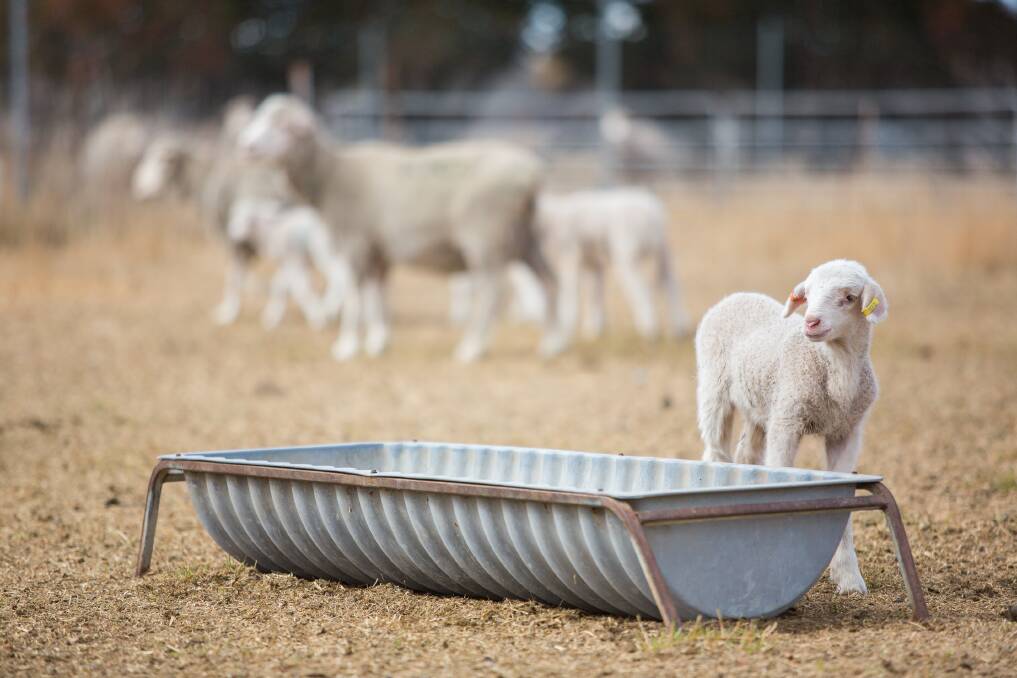 Managing sheep in droughtlots
