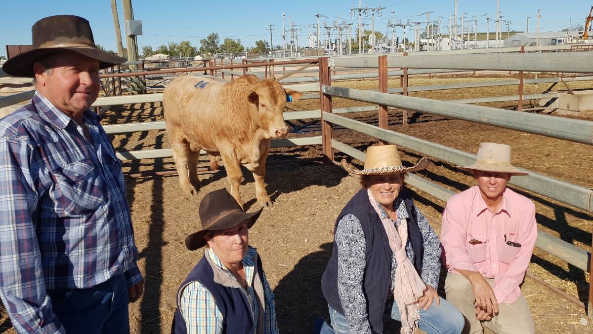 Fairfield N331E with top-priced bull buyers Jim and Sandra Smith, Belinda Hindle and Elders Winton manager Scott Taylor. 