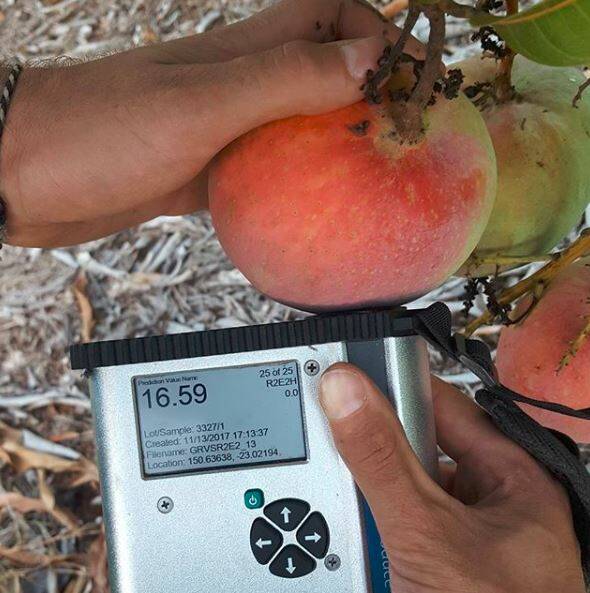 A mango scanner in action at Groves Grown Tropical Fruit, near Yeppoon. Photo: Instagram/grovesgrowntropicalfruit