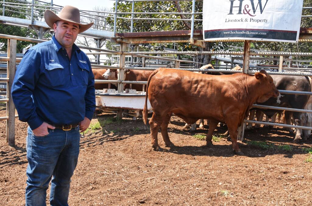 Doug Burnett of Arcuo Ag, Clermont, took home the Sally Taylor Memorial Trophy with the champion beast of the expo with a 100 day grain fed heifer, weighing 785kg to make 252c/kg ($1978/hd). 