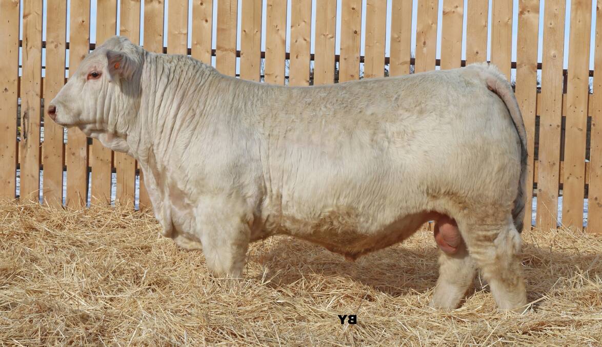 Canadian homozgous polled sire, Elder's Houlio 4H, registered 91 progeny in Australia in 2022. Picture supplied. 