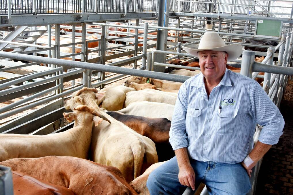 Agent Gavin Colwell of CQ Livestock & Property, with a pen of Curran Partnership Charbray cross cows. 