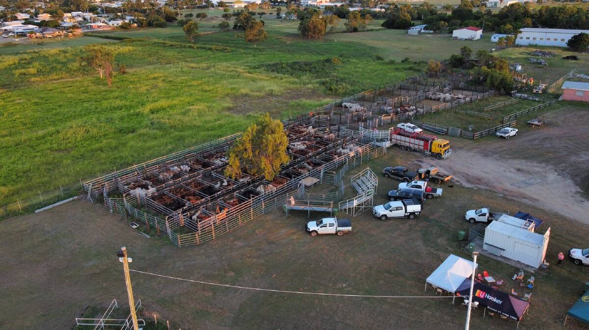 Cattle penned up at saleyards at the Bowen Showgrounds. Picture supplied by Elders 