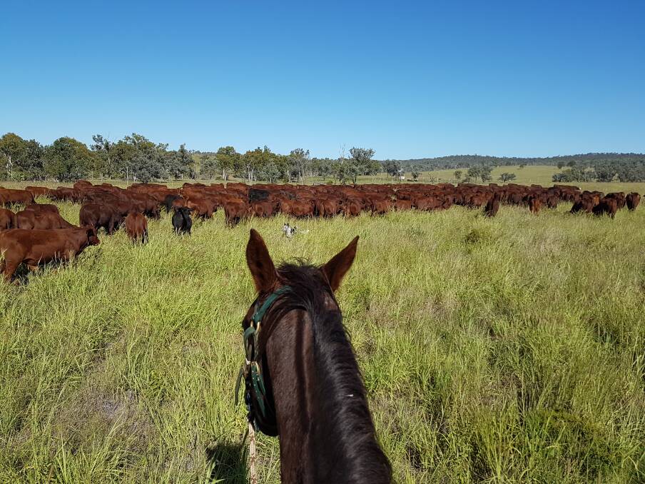 SUSTAINABLE FARMING: The Henderson family have unlocked carbon markets at their North Burnett grazing property. Photos: Supplied. 