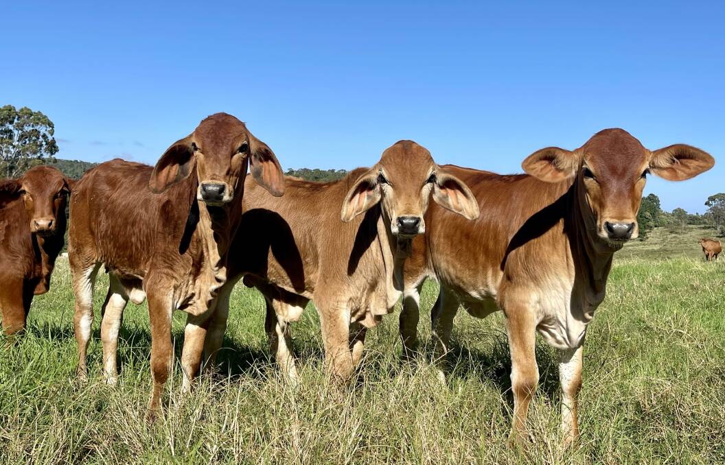 LOOMING DISEASE: Three day sickness, or bovine ephemeral fever, is a viral disease of cattle that is spread by transmitting insects. Picture: Ben Harden