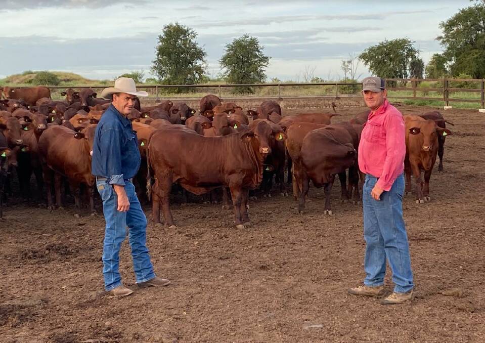 John Atkins with his son-in-law, Luke Gadsby at Spion Kop property at Taroom, with their recently sold heifers. Picture: Kye Richardson 