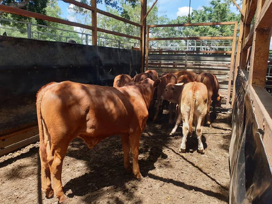 The Bowden family from Ravenshoe broke Mareeba's yearling steers record when their pen of Droughtmaster steers weighing in at 169kg sold to a southern trader at 536c/kg.