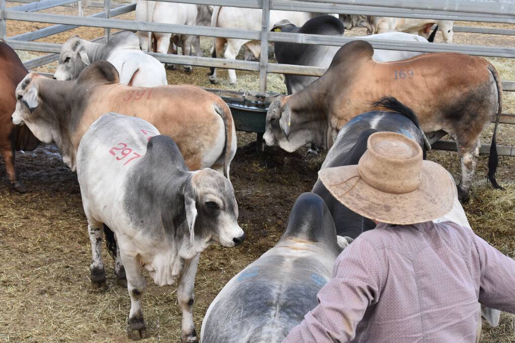 Tirrabella Pastoral Company is a family-run breeding and fattening operation based at Mt Garnet on the southern Atherton Tablelands. Picture: Ben Harden 