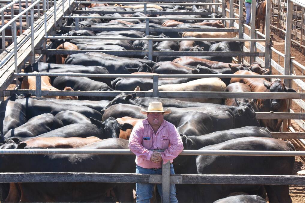 Elders Roma agent Campbell Duff with the 127-head line of Ultrablack and Santa Gertruids cross bullocks, on account of Paradise Downs. Picture: Ben Harden 