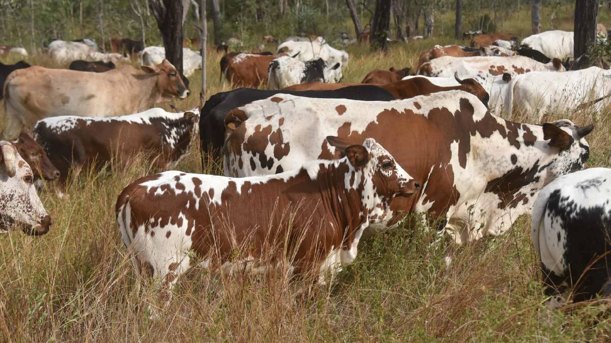 Mt Pleasant has produced Nguni crossbred weaners successfully since 2016. 