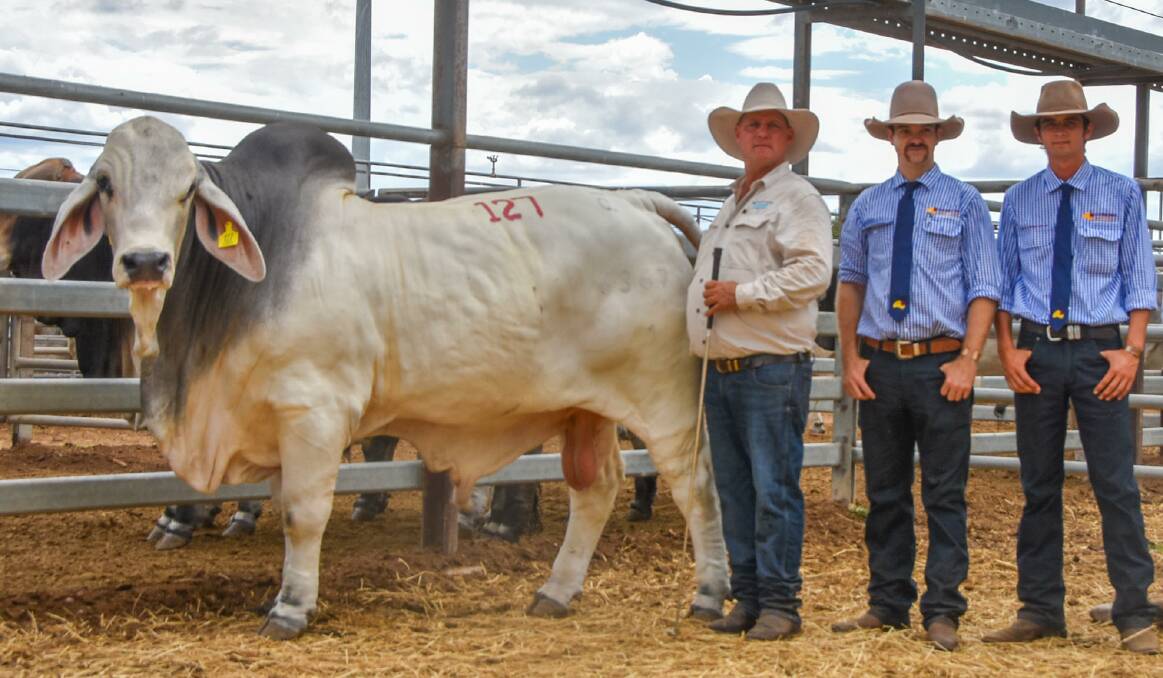 Second top bull Cambil Karratha 6367, pictured with vendor Lawson Camm of Cambil stud, Proserpine, with Queensland Rural agents' Harry Clayton and Ben Hewitt, Charters Towers. 