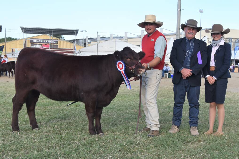 Grand Champion Red Poll Female: Lagoona Miss Naughty and Nice exhibited by Tim Light, Lagoona Red Poll stud, Armidale, with judge Grame Hopf, and associate Lilleah Newberry.
