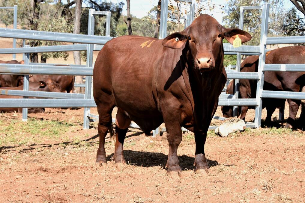 Cree Northerly R222 (PP) topped Cree Santa Gertrudis on-property bull sale, when he was purchased by the Leahy family, Barram, Eidsvold, for $40,000. Photo: Ben Harden
