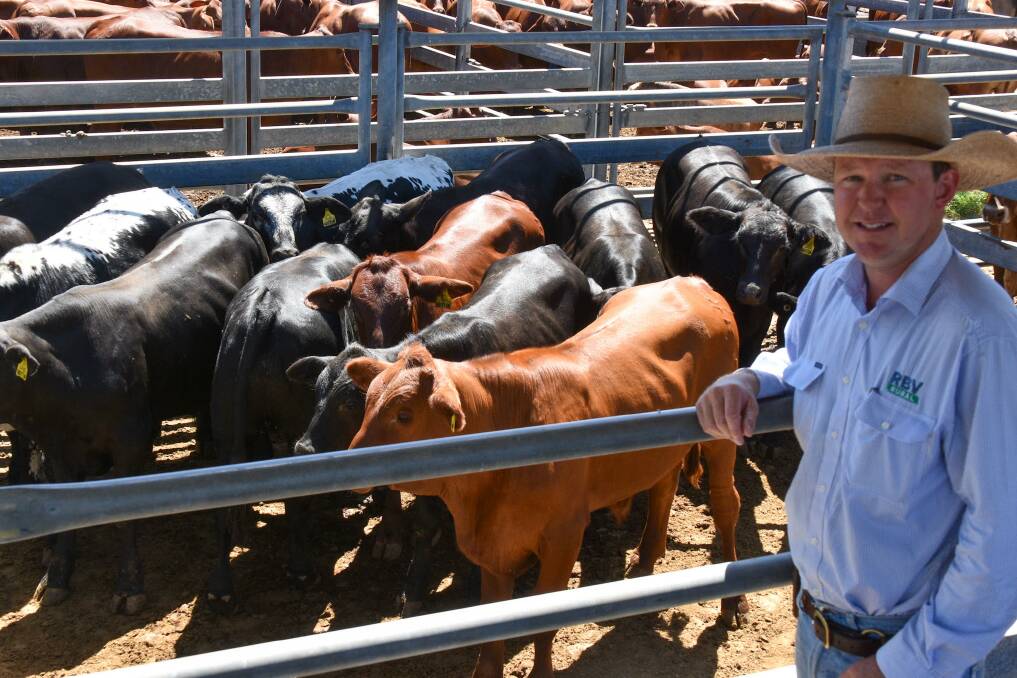 RBV Rural's Bryton Virgo with a run of Speckle Park cross steers, which sold on account of Ben and Hayley Hutton of Double H Cattle Co ,Theresa Creek, Clermont, for 364.2c/kg, weighing 271kg, to return $986/hd. Picture: Ben Harden 