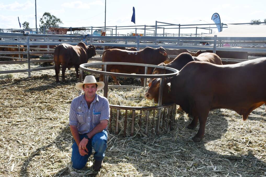 Buyer representative, Jake Kennedy, Kennedy Livestock, Clermont, purchased six Droughtmaster bulls on behalf of Lund Grain Pty Ltd, Clermont. Picture: Ben Harden 