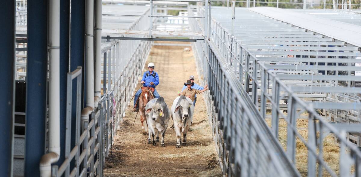 Day two of the Rockhampton Brahman Week Sale sees 333 nominated grey and red bulls in the catalogue to sell. Photo: Lucy Kinbacher 