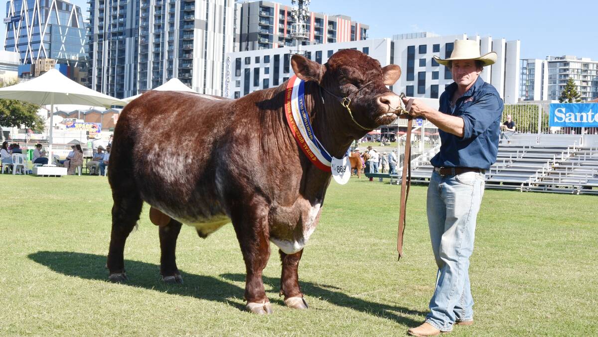 Southern Cross Smoking Joe, exhibited by New South Wales Shorthorn breeder Lonnie Stone, Southern Cross Shorthorns, Purlewaugh. Picture: Ben Harden 