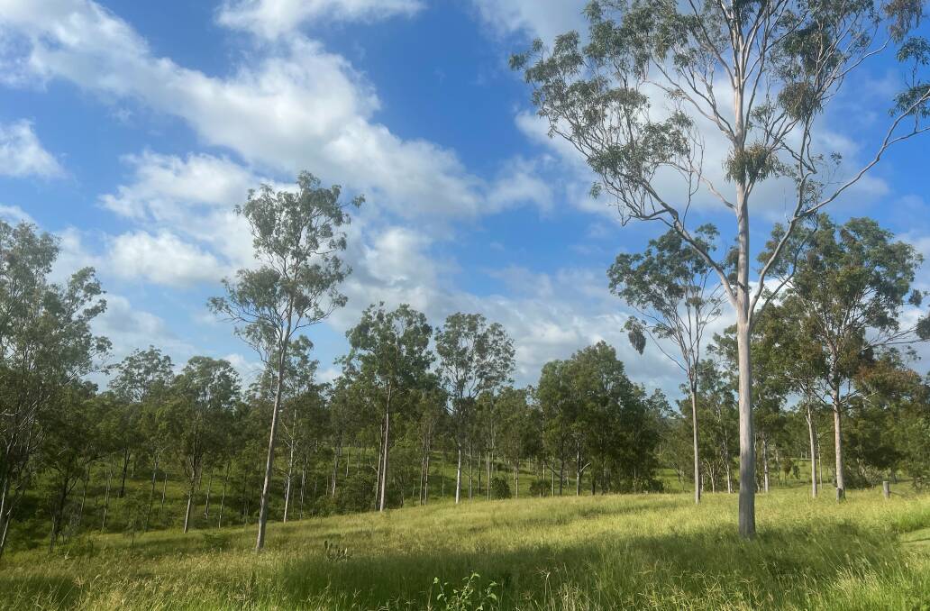 Spotted gum forest with improved pasture. Picture supplied 