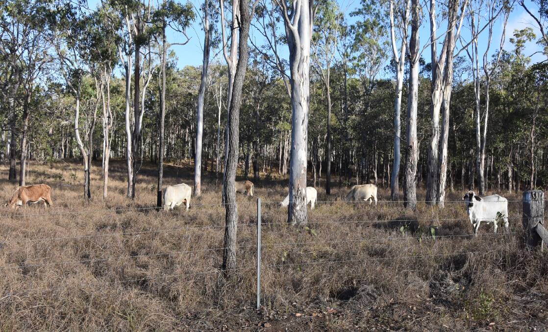 Long-held grazing properties Glen Gordon and Wooroora Station, 15km southwest of Ravenshoe, were identified because of its 'excellent wind resource' and 'proximity' to the grid. Picture: Ben Harden