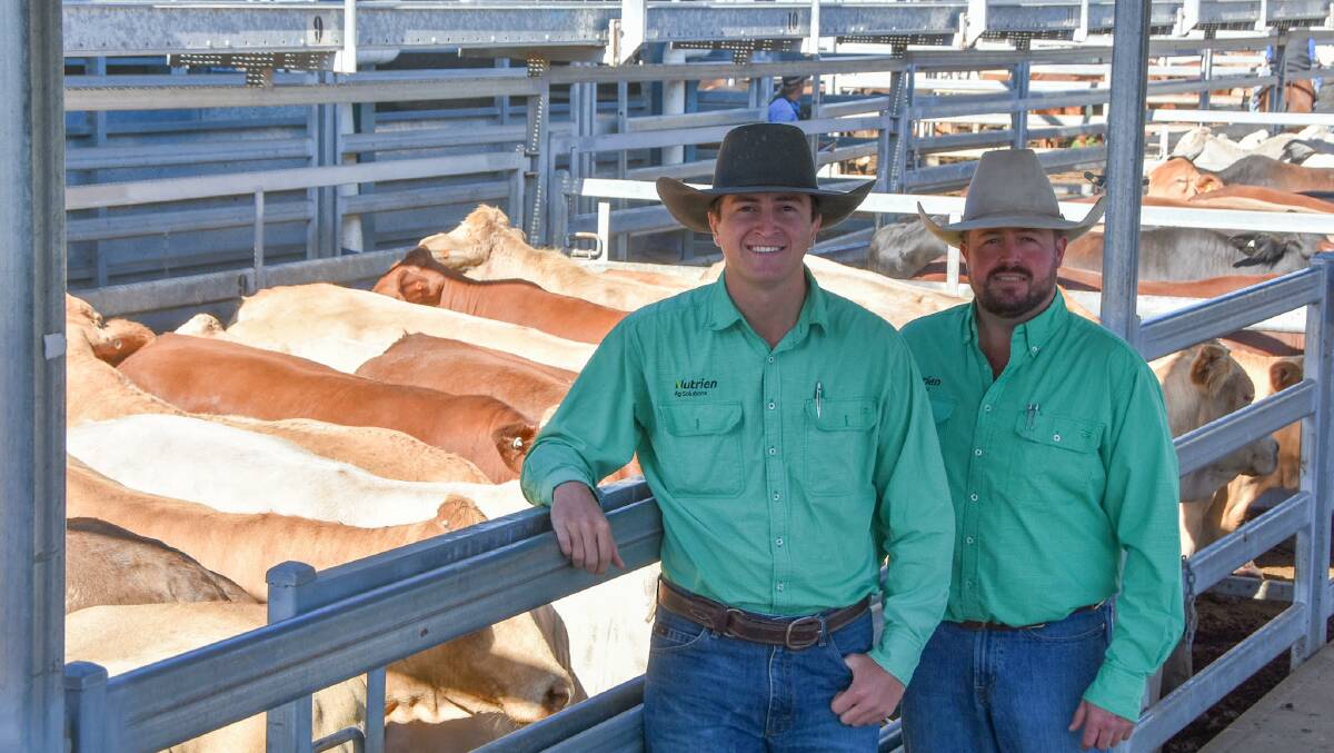 Nutrien's Sam Moy, Rockhampton, and James Saunders, Mackay, with a run of 147 prime cows on account of the Flohr family of Wotonga Grazing Company, Nebo. Picture: Ben Harden 