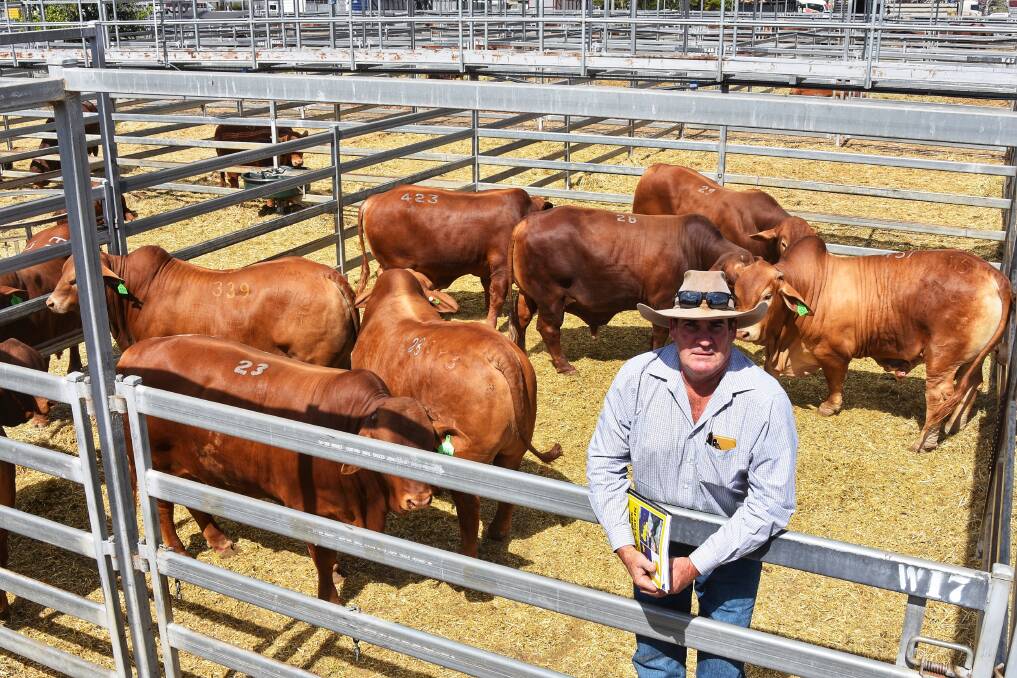 Jayd Stumer, JS Cattle Co, Capella, was among the bulk buyers operating at the 2023 National Droughtmaster Sale at CQLX, Gracemere. Picture: Ben Harden 