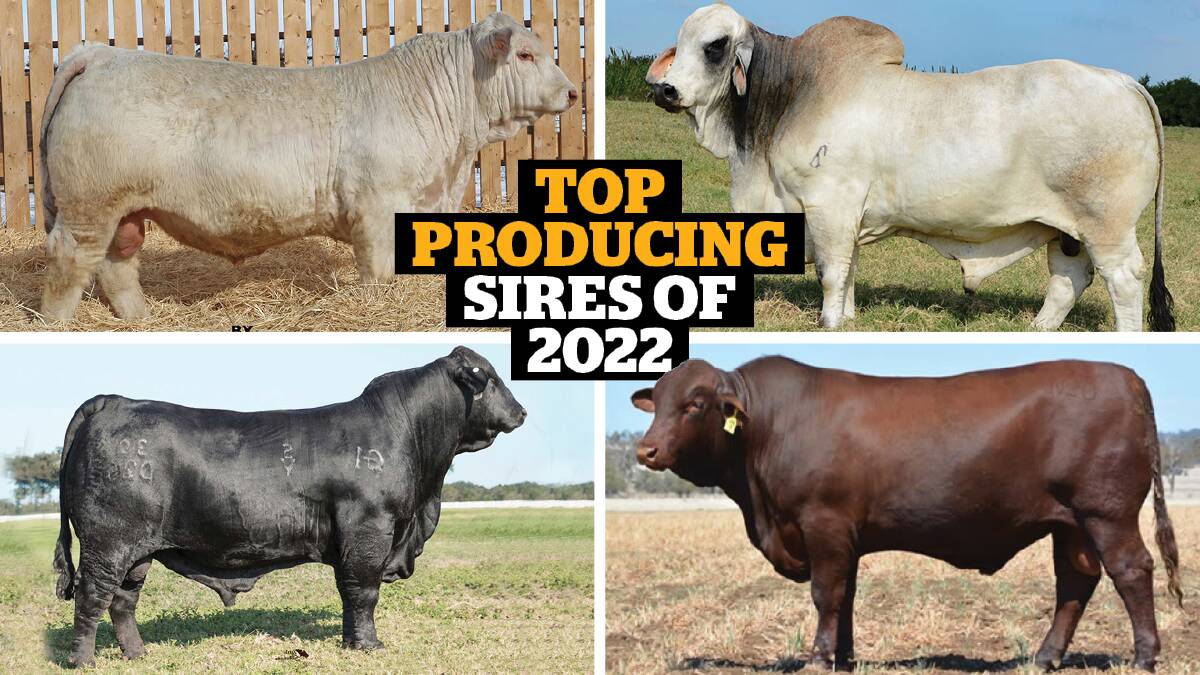 Take a look at the beef industry's most used bulls for 2022. Pictures supplied. 