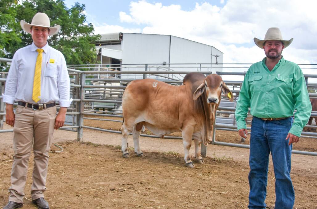 Top red bull Somerview Adonis 3420, with livestock agent Liam Kirkwood, Ray White Livestock, Townsville, and Nutrien Livestock agent James Saunders, Mackay, on behalf of buyer Riverside Pastoral Company, Nebo. 