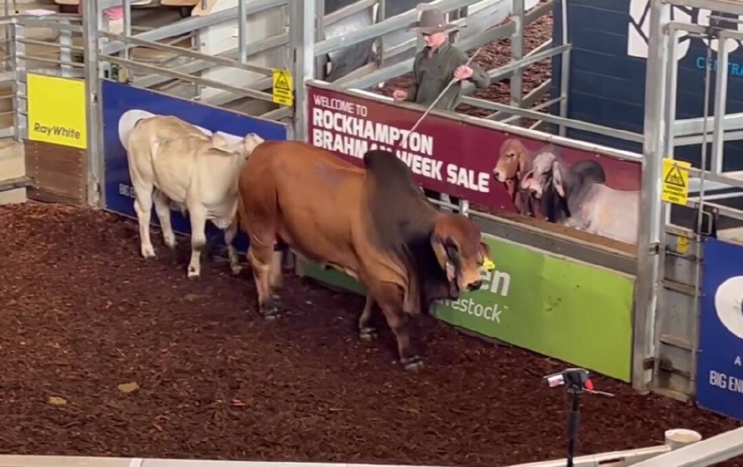 A red polled scurred Brahman bull made six figures on day three of 2023 Rockhampton Brahman Week Sale on Wednesday. Picture: CQLX 