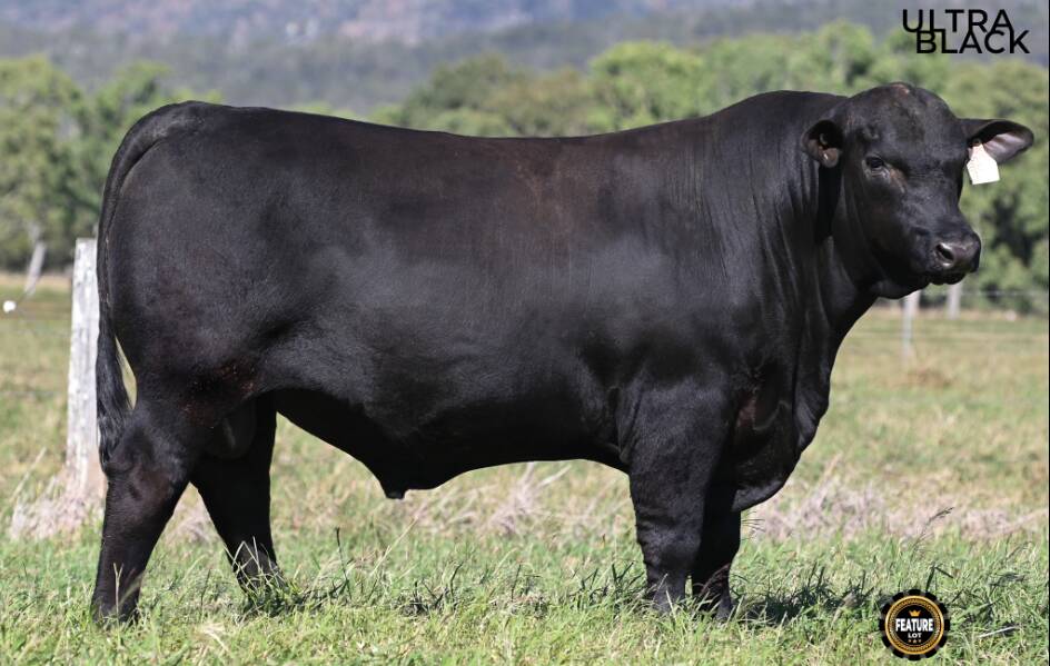 Breed record breaking Ultrablack bull, Telpara Hills New Limit 801S7. Picture supplied by Telpara Hills 